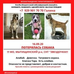 Подробнее об объявлении «Мытищи Пропала собака» Фото: пропала собака Среднеазиатская овчарка «Мытищи Пропала собака» в г. Мытищи