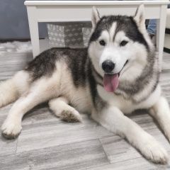Подробнее об объявлении «Черноморское Пропала собака кобель хаски 8 лет.» Фото: пропала собака  «Черноморское Пропала собака кобель хаски 8 лет.» в г. Черноморское