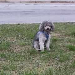 Подробнее об объявлении «Пропала собака кобель Санкт-Петербург» Фото: пропала собака  «Пропала собака кобель Санкт-Петербург» в г. Санкт-Петербург