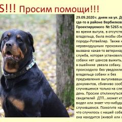 Подробнее об объявлении «Пропала собака кобель наш друг Москва» Фото: пропала собака Ротвейлер «Пропала собака кобель наш друг Москва» в г. Москва