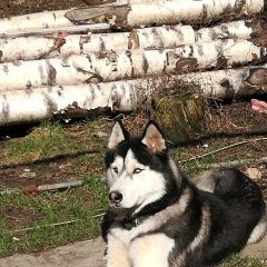 Подробнее об объявлении «Ростов-на-Дону Пропала собака кобель» Фото: пропала собака Сибирская хаски «Ростов-на-Дону Пропала собака кобель» в г. Ростов-на-Дону