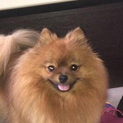 Подробнее об объявлении «Пропала собака моника Санкт-Петербург» Фото: пропала собака Померанский шпиц «Пропала собака моника Санкт-Петербург» в г. Санкт-Петербург