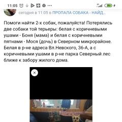 Подробнее об объявлении «Пропала собака и две собаки помогите найти Воронеж» Фото: пропала собака Той-терьер «Пропала собака и две собаки помогите найти Воронеж» в г. Воронеж