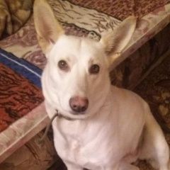 Подробнее об объявлении «Пропала собака кличка боня желтый ошейни Воронеж» Фото: пропала собака  «Пропала собака кличка боня желтый ошейни Воронеж» в г. Воронеж