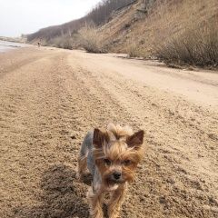 Подробнее об объявлении «Пропала собака йоркширский терьер Ульяновск» Фото: пропала собака Йоркширский терьер «Пропала собака йоркширский терьер Ульяновск» в г. Ульяновск