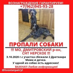 Подробнее об объявлении «Пропала собака и 2 дратхаара Дмитров» Фото: пропала собака  «Пропала собака и 2 дратхаара Дмитров» в г. Дмитров