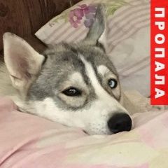Подробнее об объявлении «Ростов-на-Дону Пропала собака хаски» Фото: пропала собака Сибирская хаски «Ростов-на-Дону Пропала собака хаски» в г. Ростов-на-Дону
