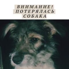 Подробнее об объявлении «Ангарск Пропала собака внимание» Фото: пропала собака  «Ангарск Пропала собака внимание» в г. Ангарск