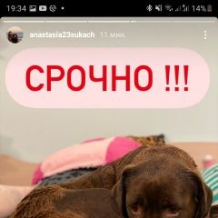 Подробнее об объявлении «Пропала собака лабрадор коричневый кличка лаки Симферополь» Фото: пропала собака Лабрадор ретривер «Пропала собака лабрадор коричневый кличка лаки...» в г. Симферополь