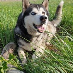 Подробнее об объявлении «Уфа Пропала собака кобель хаски» Фото: пропала собака  «Уфа Пропала собака кобель хаски» в г. Уфа