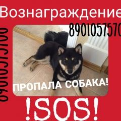Подробнее об объявлении «Ярославль Пропала собака сиба ину» Фото: пропала собака Акита-ину «Ярославль Пропала собака сиба ину» в г. Ярославль