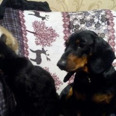 Подробнее об объявлении «Пропала собака кобель кличка зевс, на правом предплечье шрам Канск» Фото: пропала собака Такса «Пропала собака кобель кличка зевс, на правом...» в г. Канск