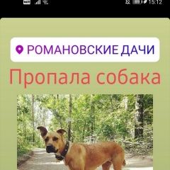 Подробнее об объявлении «Пропала собака Заокский» Фото: пропала собака  «Пропала собака Заокский» в г. Заокский