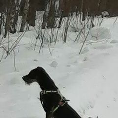 Подробнее об объявлении «Белоярский (Свердловская обл.) Пропала собака» Фото: пропала собака Ягд-терьер «Белоярский (Свердловская обл.) Пропала собака» в г. Белоярский (Свердловская обл.)