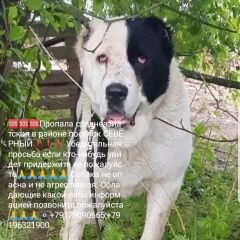 Подробнее об объявлении «Казань Пропала собака помогите найти потеряшку» Фото: пропала собака Среднеазиатская овчарка «Казань Пропала собака помогите найти потеряшку» в г. Казань