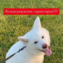 Подробнее об объявлении «Пропала собака кобель Москва» Фото: пропала собака Акита-ину «Пропала собака кобель Москва» в г. Москва
