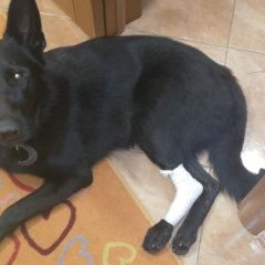 Подробнее об объявлении «Пропала собака кобель, 1.5 года Зеленоград» Фото: пропала собака Немецкая овчарка «Пропала собака кобель, 1.5 года Зеленоград» в г. Зеленоград