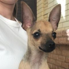 Подробнее об объявлении «Анапа Пропала собака кобель помогите найти» Фото: пропала собака Той-терьер «Анапа Пропала собака кобель помогите найти» в г. Анапа