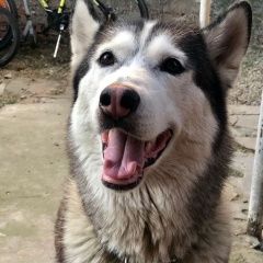 Подробнее об объявлении «Краснодар Пропала собака пожалуйста помогите найти нашу мики» Фото: пропала собака  «Краснодар Пропала собака пожалуйста помогите...» в г. Краснодар