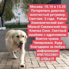 Подробнее об объявлении «Пропала собака парк новодевичьи пруды Москва» Фото: пропала собака Лабрадор ретривер «Пропала собака парк новодевичьи пруды Москва» в г. Москва