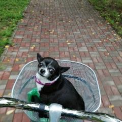 Подробнее об объявлении «Пропала собака кобель чихуахуа Санкт-Петербург» Фото: пропала собака Чихуахуа «Пропала собака кобель чихуахуа Санкт-Петербург» в г. Санкт-Петербург