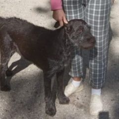 Подробнее об объявлении «Пропала собака в районе сокола дратхаар Липецк» Фото: пропала собака Дратхаар «Пропала собака в районе сокола дратхаар Липецк» в г. Липецк