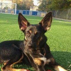 Подробнее об объявлении «Пропала собака.. Хабаровск» Фото: пропала собака  «Пропала собака.. Хабаровск» в г. Хабаровск