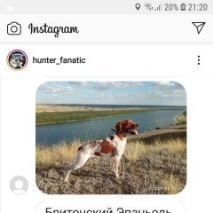 Подробнее об объявлении «Волгоград Пропала собака кобель охотничий» Фото: пропала собака  «Волгоград Пропала собака кобель охотничий» в г. Волгоград