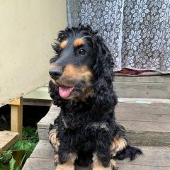 Подробнее об объявлении «Пропала собака кобель английский кокер спаниель Смоленск» Фото: пропала собака  «Пропала собака кобель английский кокер спаниель...» в г. Смоленск