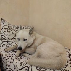Подробнее об объявлении «Чехов Пропала собака кобель» Фото: пропала собака Сибирская хаски «Чехов Пропала собака кобель» в г. Чехов