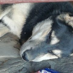 Подробнее об объявлении «Анапа Пропала собака кобель как 5 дней» Фото: пропала собака  «Анапа Пропала собака кобель как 5 дней» в г. Анапа