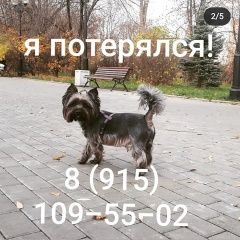 Подробнее об объявлении «Пропала собака кобель чёрный йорк Москва» Фото: пропала собака  «Пропала собака кобель чёрный йорк Москва» в г. Москва
