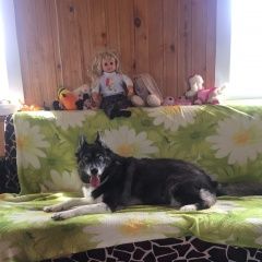 Подробнее об объявлении «Оленино Пропала собака» Фото: пропала собака  «Оленино Пропала собака» в г. Оленино