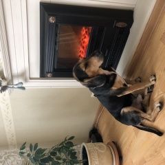 Подробнее об объявлении «Пропала собака кобель Королев» Фото: пропала собака  «Пропала собака кобель Королев» в г. Королев