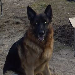 Подробнее об объявлении «Пропала собака кобель Санкт-Петербург» Фото: пропала собака Немецкая овчарка «Пропала собака кобель Санкт-Петербург» в г. Санкт-Петербург