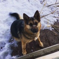 Подробнее об объявлении «Пропала собака Зеленоград» Фото: пропала собака  «Пропала собака Зеленоград» в г. Зеленоград