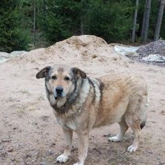 Подробнее об объявлении «Пропала собака метис Санкт-Петербург» Фото: пропала собака  «Пропала собака метис Санкт-Петербург» в г. Санкт-Петербург