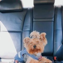 Подробнее об объявлении «Пропала собака Москва» Фото: пропала собака Йоркширский терьер «Пропала собака Москва» в г. Москва