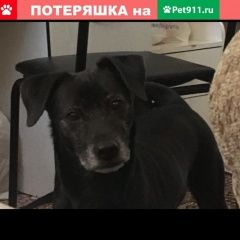 Подробнее об объявлении «Пропала собака маленькая собака черного цвета-альфа Чебоксары» Фото: пропала собака  «Пропала собака маленькая собака черного...» в г. Чебоксары