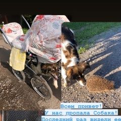 Подробнее об объявлении «Пропала собака Москва» Фото: пропала собака  «Пропала собака Москва» в г. Москва