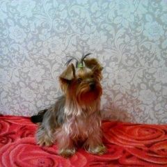 Подробнее об объявлении «Пропала собака Электросталь» Фото: пропала собака Йоркширский терьер «Пропала собака Электросталь» в г. Электросталь