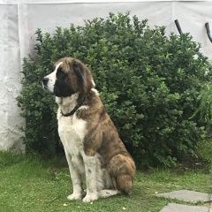 Подробнее об объявлении «Пропала собака кобель Санкт-Петербург» Фото: пропала собака Среднеазиатская овчарка «Пропала собака кобель Санкт-Петербург» в г. Санкт-Петербург