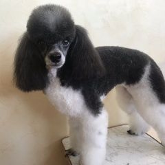 Подробнее об объявлении «Ангарск Пропала собака карликовый пудель» Фото: пропала собака Пудель «Ангарск Пропала собака карликовый пудель» в г. Ангарск