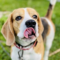 Подробнее об объявлении «Пропала собака кобель бигль Нижний Новгород» Фото: пропала собака Бигль «Пропала собака кобель бигль Нижний Новгород» в г. Нижний Новгород