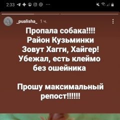 Подробнее об объявлении «Пропала собака кобель Москва» Фото: пропала собака Йоркширский терьер «Пропала собака кобель Москва» в г. Москва
