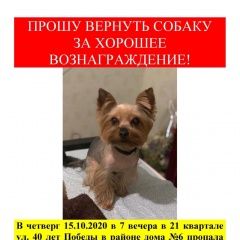Подробнее об объявлении «Тольятти Пропала собака кобель» Фото: пропала собака Йоркширский терьер «Тольятти Пропала собака кобель» в г. Тольятти