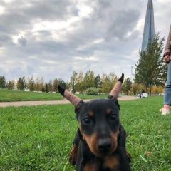 Подробнее об объявлении «Пропала собака цвергпинчер Санкт-Петербург» Фото: пропала собака Карликовый пинчер «Пропала собака цвергпинчер Санкт-Петербург» в г. Санкт-Петербург