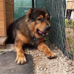 Подробнее об объявлении «Пропала собака кобель убежал с поводком кобель малыш Зеленоград» Фото: пропала собака  «Пропала собака кобель убежал с поводком кобель...» в г. Зеленоград