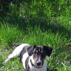 Подробнее об объявлении «Пропала собака кобель Симферополь» Фото: пропала собака Джек рассел терьер «Пропала собака кобель Симферополь» в г. Симферополь