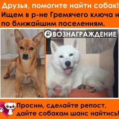 Подробнее об объявлении «Пропала собака Сергиев Посад» Фото: пропала собака  «Пропала собака Сергиев Посад» в г. Сергиев Посад